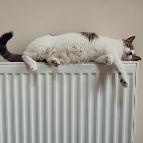 Zu sehen ist eine Heizrippe mit einer Katze die scheinbar auf ihr schläft.